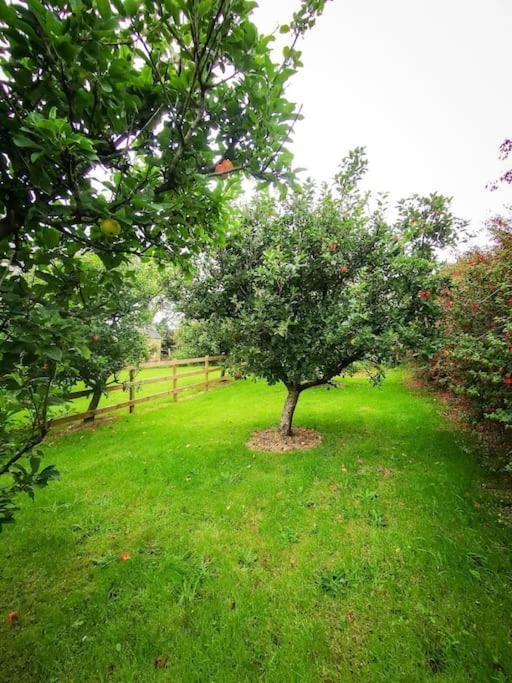 Orchard Cottage Dingle Bagian luar foto
